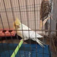 یک جفت عروس هلندی|پرنده|اردبیل, |دیوار