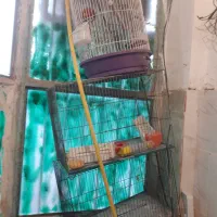 ۳ عدد قفس تمیز|پرنده|قم, انسجام|دیوار