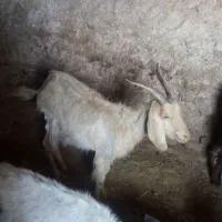 5 عد د بز بفروش میرسذ|حیوانات مزرعه|شیراز, مسلم|دیوار