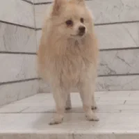 پامرین|سگ|قزوین, |دیوار