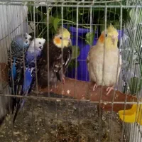 عروس هلندی ومرغ عشق