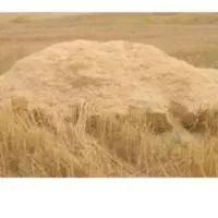 کاه فروش