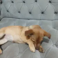 واگزاری‌سگ‌سایزگربه