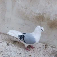 دوتا دوکت یا پشت آبی و کاغذی|پرنده|جم, |دیوار