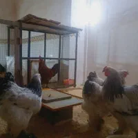 فروش تخم مرغ برهمااصیل|حیوانات مزرعه|اهواز, شهدای انتظامی|دیوار