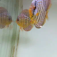 ماهی دیسکس با اکواریوم بزرگ همراه وسایل|ماهی|کرمان, |دیوار