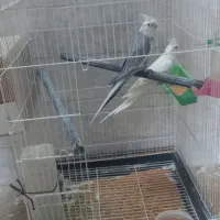 عروس هلندی مولد|پرنده|فلاورجان, |دیوار