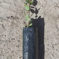 نهال پسته
