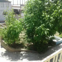 زمین 230 متری سه بر تجاری خور