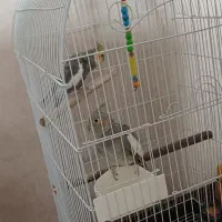 یک جفت عروس هلندی