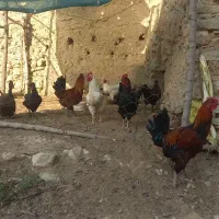 ۶ عدد خروس
