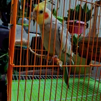 عروس هلندی|پرنده|برخوار, |دیوار