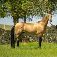 اسب ترکمن سمند طلایی آخال باقابلیت سیلمی|اسب و تجهیزات اسب‌سواری|شیراز, شهرک آرین|دیوار