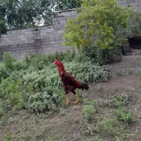فروش خروس لاری