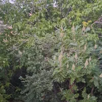 فروش باغ کشاورزی