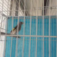 سهره کرمانی