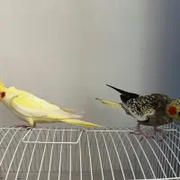 عروس هلندی