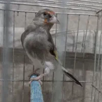 ماده سهره کرمانی|پرنده|زرند, |دیوار