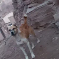 واگذاری سگ گله و گوسفندی