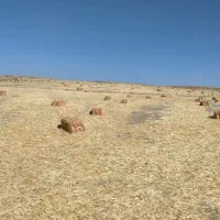 پرس کولش