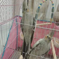 عروس هلندی جفت مولد|پرنده|فردیس, فرامرزیه|دیوار