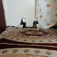 کفتر کبوتر طوقی سیاه پشتار