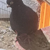 ماهشهر|پرنده|چمران, |دیوار