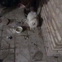 فروشی|سگ|مشهد مرغاب, |دیوار