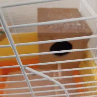 فروش یک قفس زیبا پرنده با تمام لوازم|لوازم جانبی حیوانات|تهران, افسریه شمالی|دیوار