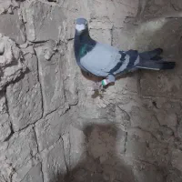 چهارتا کفتر پرشی مال حومه سبزوار|پرنده|سبزوار, ایزی شهر|دیوار