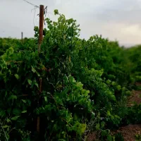 داربستی-شرایط-چک-و-اقساط-4ماهه