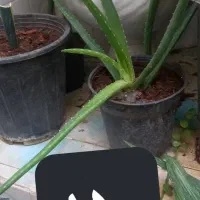 گلهای طبیعی|گل و گیاه طبیعی|میانه, |دیوار