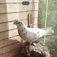 کبوتر گمشده