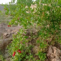 ۶۰۰ متر زمین  دیوار کشی به علت مهاجرت شرایطی