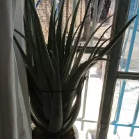 گل الوورا