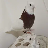 طوقی سرخ نر