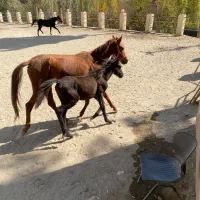 یک اسب مادیون وکره قیمت پایین|اسب و تجهیزات اسب‌سواری|کرج, کوی کارمندان شمالی|دیوار