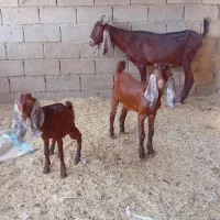 شادگان|حیوانات مزرعه|شادگان, |دیوار