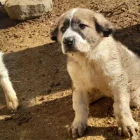 خراسانی اصل