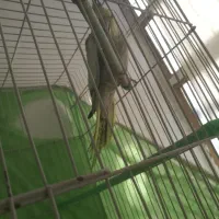 عروس هلندی ماده|پرنده|درمیان, |دیوار