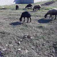 کوسفند نر|حیوانات مزرعه|خان ببین, |دیوار