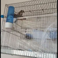 قفس|لوازم جانبی حیوانات|شاهرود, |دیوار