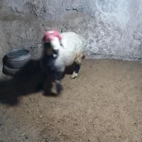 کوهه کاوه بذری  درجه یک کامفیروز|حیوانات مزرعه|شیراز, دانشگاه شیراز|دیوار