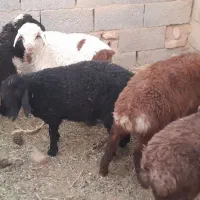 ۳بره نر ۲ ماده ۵تافقط۷۸و۱بزغاله ماده ۹۵۰۰اسفدن