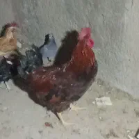 ،،مرغ وخروس