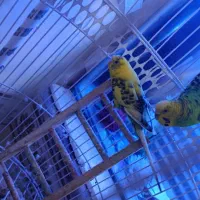 یک جفت مرغ عشق