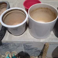 گلدان سالم تمیز
