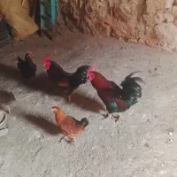 دوعدد خروس به فروش می رسد