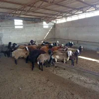 فروش گوسفند داشتی|حیوانات مزرعه|خلیل شهر, |دیوار