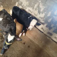 گوساله ماده